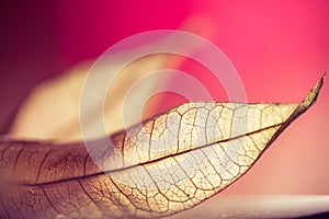 Zen autumn leaf