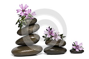 Zen balance and mauve flowers. photo