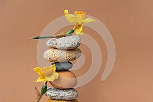 Zen balance pyramid of stones and flowers of narcissus