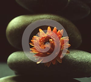 Zen-balanced stones with Everlasting flowers, the concept of peace and tranquillity photo