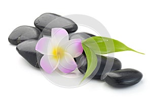 Zen basalt stones ,frangipani and bamboo