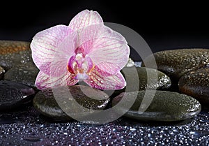 Zen basalt stones and orchid