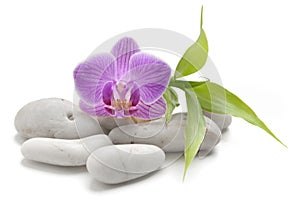 Zen basalt stones ,orchid and bamboo