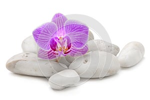 Zen basalt stones and pink orchid