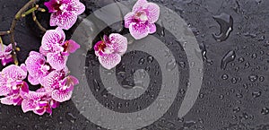 Zen beauty. Orchid flowers and spa black stones, top view flat lay background with copy space