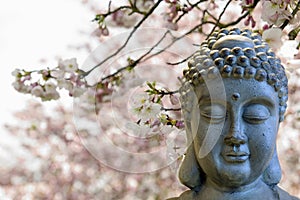 Zen Buddha Meditating Under Cherry Blossom Trees