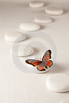 Zen butterfly