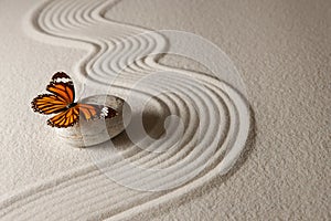 Zen butterfly