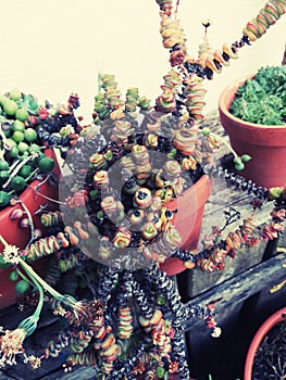 Zen Cactus Garden in Urban Balcony