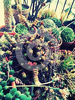 Zen Cactus Garden in Urban Balcony