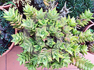 Zen Cactus Garden in Urban Balcony