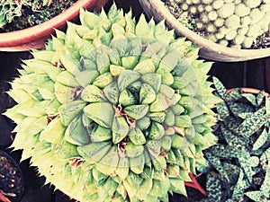 Zen Cactus Garden in Urban Balcony Close Up