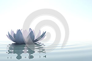 Zen flower loto in water