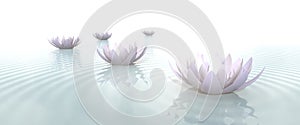 Zen Flowers on water in widescreen