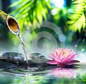 Zen garden with black stones and waterlily