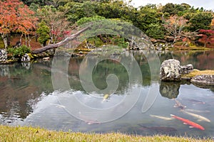 Autumn garden at Tenryu-ji, Arashiyama