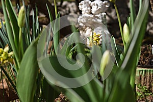 `Zen Garden I` relaxing garden with tulips and a statue