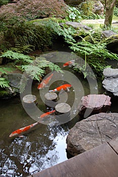 Zen garden, Koi pond