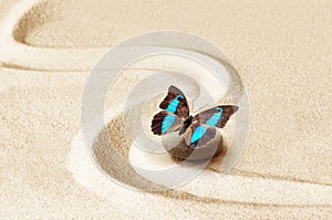 Zen garden meditation stone background and butterfly with stones and lines in sand for relaxation balance and harmony