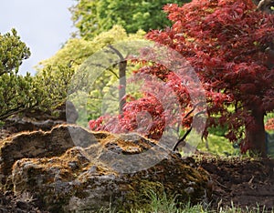 Zen garden in the Morning light