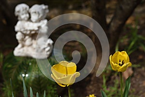 `Zen Garden` tulips in bloom with a statue