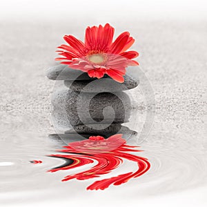 Zen garden whith red gerbera flower