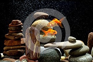 Zen goldfish