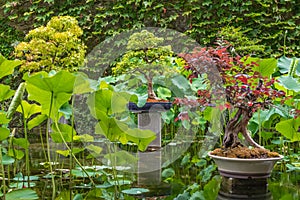 Zen Japanese Garden. Zen atmosphere.