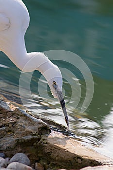 Zen-like nature image of a pure white little egret bird by a serene rock pool
