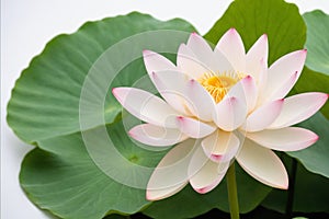 Zen lotus flower on water, meditation concept, illustration generative ai