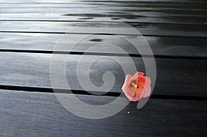 Zen nature, flower on black wood deck