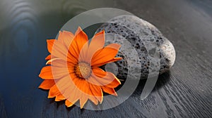 Zen- orange flower and lava stone on black wooden background