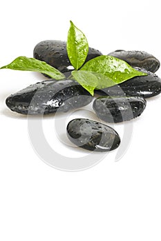 Zen pebble and green leaf