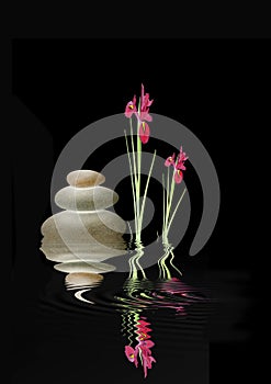 Zen Spa Stones and Red Iris Flowers