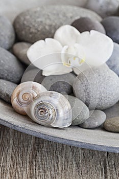 Zen Still Life With Orchid And Shells
