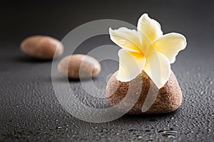 Zen stone with white plumeria on black