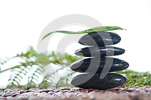 Zen stones with a fern