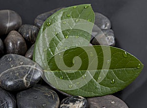 Zen stones and leaves with water