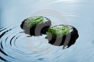 Zen stones and leaves in water