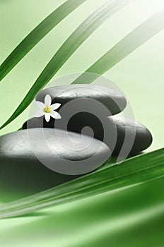 Zen stones with leaves and white flower. Spa concept