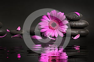 Zen stones and pink flower with petals and water reflection on black background. spa and wellness