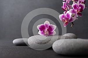 Zen stones and pink orchid flower on dark background as spa concept