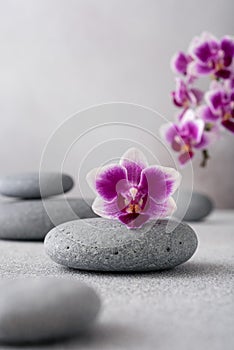 Zen stones and pink orchid flower on gray background as spa concept