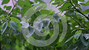 The Zen of Summer Rain: Slow-Motion Footage of Rainfall Adorning Tree Leaves Invites Deep Reflection on Nature's