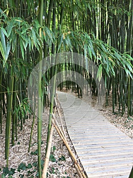  Zen surroundings - bamboo pathways at Parc du Moulin, France