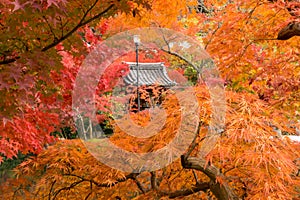 Zen temple roof among orange and red autumn trees in Kyoto