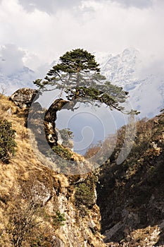 Zen tree above ravine photo