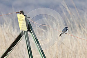 Zen tree swallow