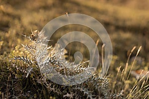 Zen warm autumn background with yellow softness dry grass with spikeletÑ‹ and meadow flowers on alpine valley in golden sunset.