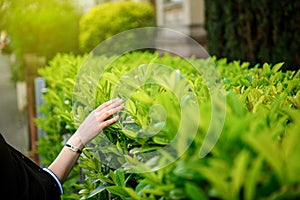 Zen woman walking on a street gently touching the green bushes